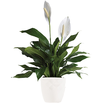 peace lily in a pot