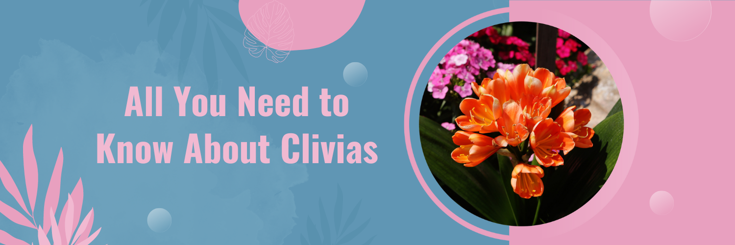 All You Need to Know About Clivias