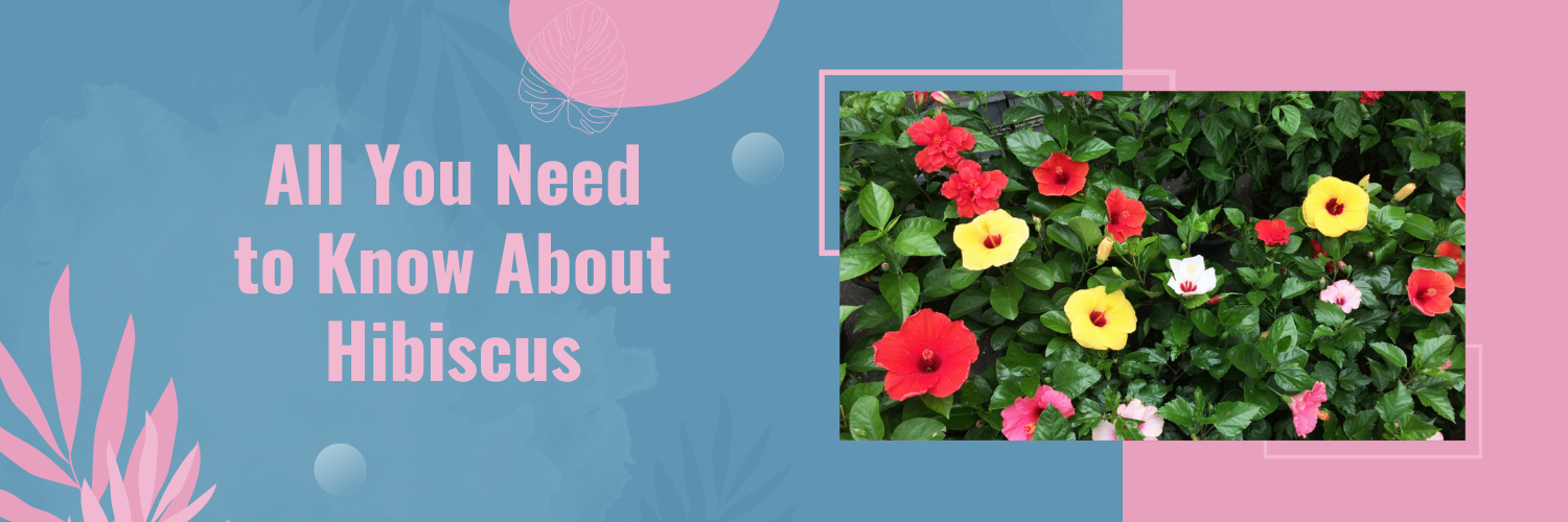 All You Need to Know About Hibiscus