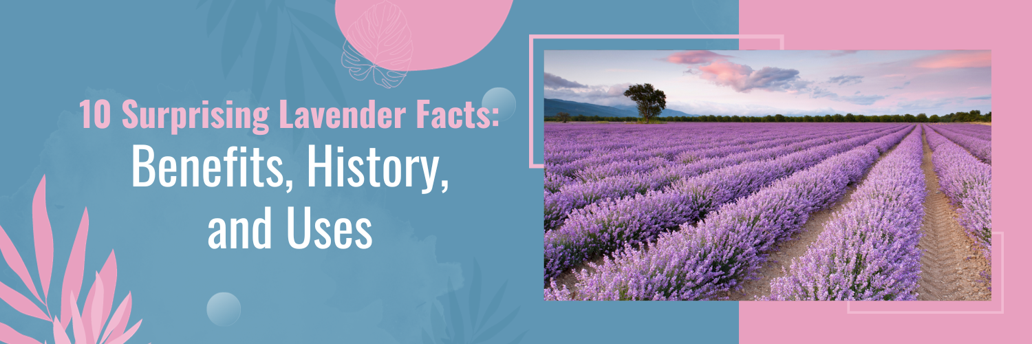 10 Surprising Lavender Facts: Benefits, History, and Uses