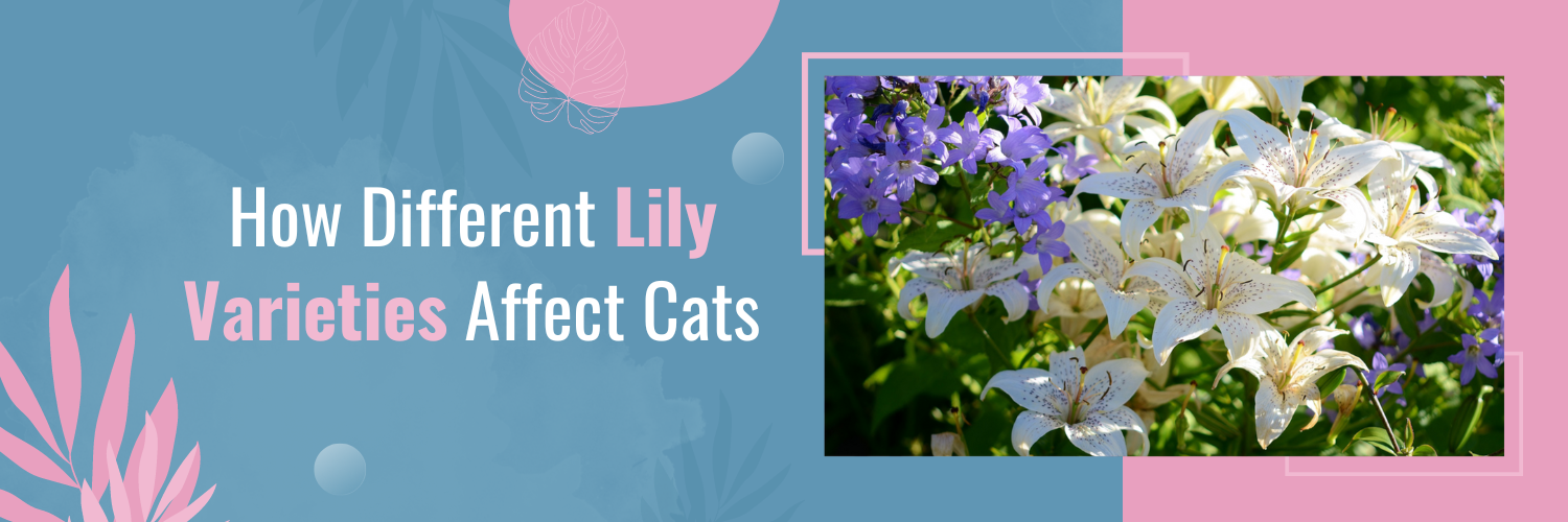 How Different Lily Varieties Affect Cats