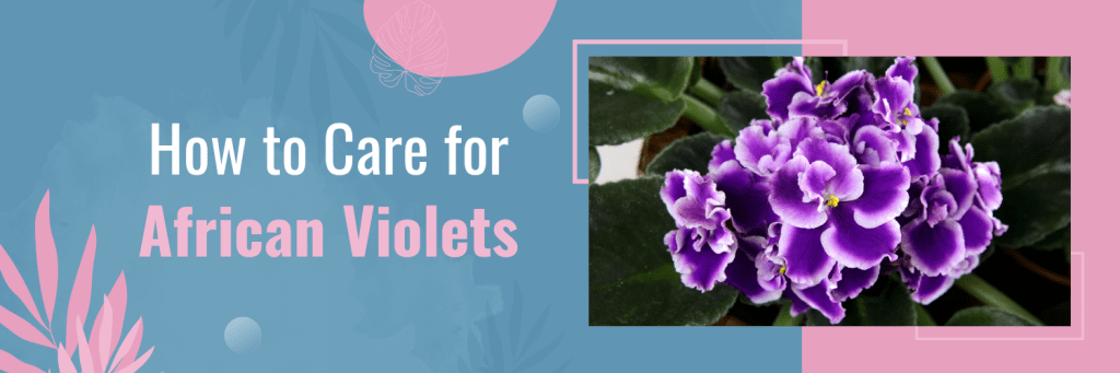 How to Care for African Violets