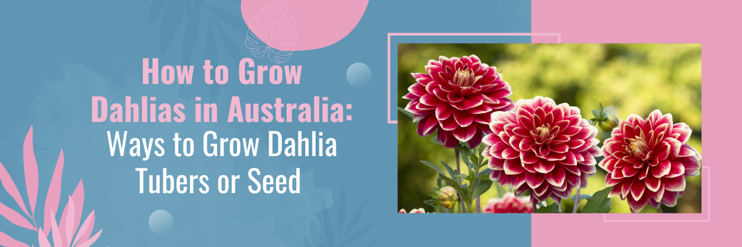 How to Grow Dahlias in Australia: Ways to Grow Dahlia Tubers or Seed