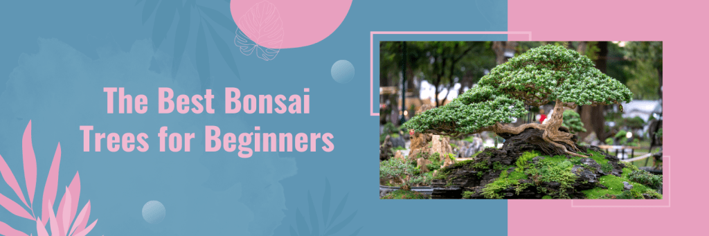 The Best Bonsai Trees for Beginners