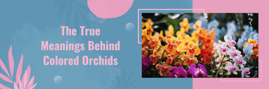 The True Meanings Behind Colored Orchids