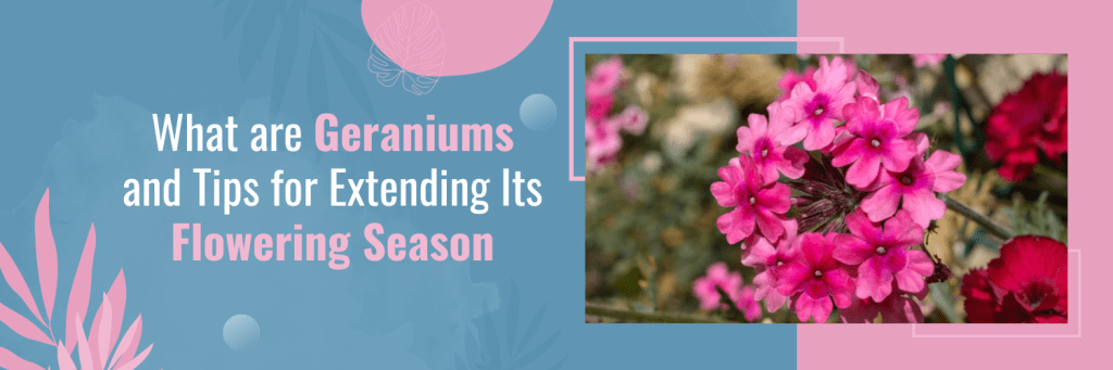 What are Geraniums and Tips for Extending Its Flowering Season