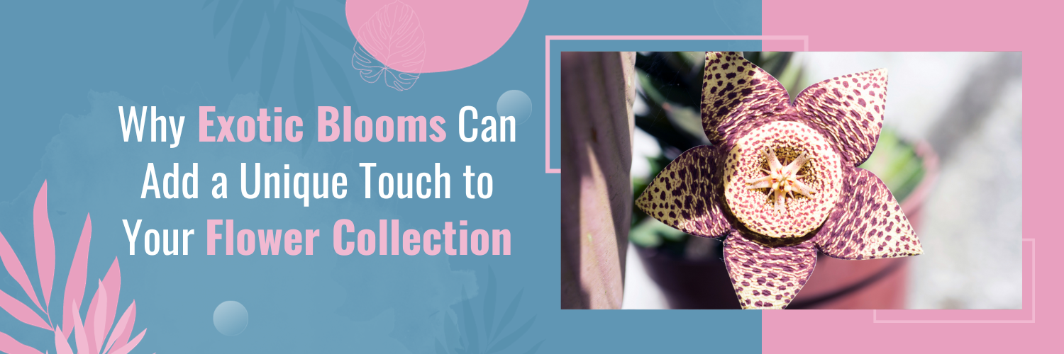 Why Exotic Blooms Can Add a Unique Touch to Your Flower Collection