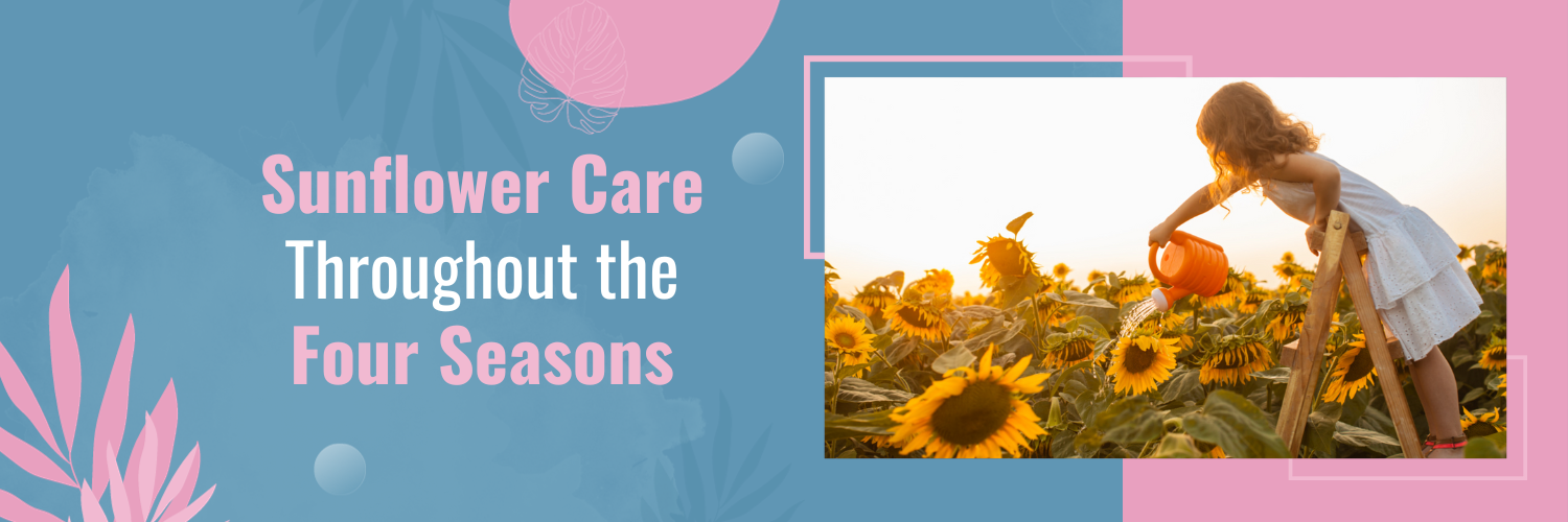 Sunflower Care Throughout the Four Seasons