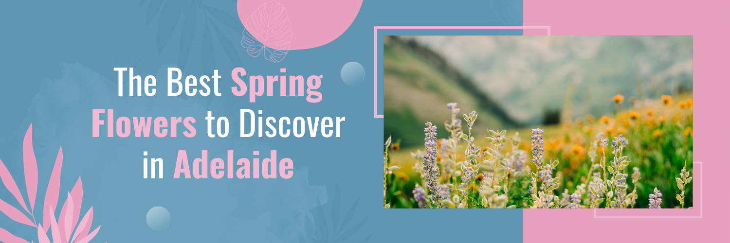 The Best Spring Flowers to Discover in Adelaide