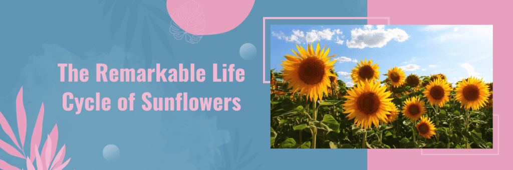 The Remarkable Life Cycle of Sunflowers