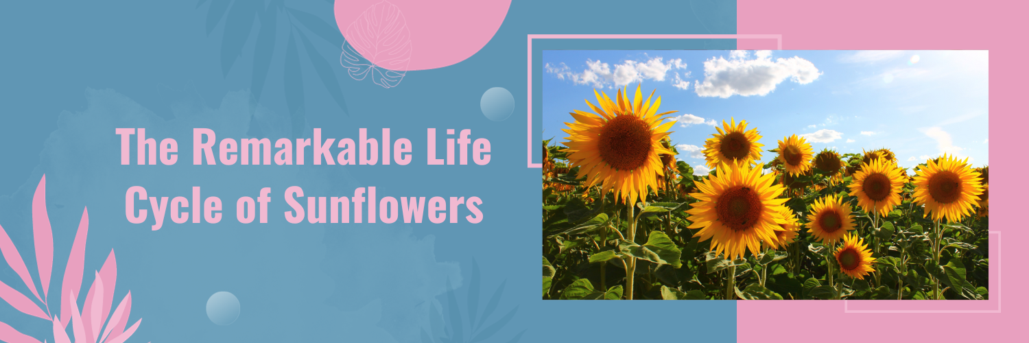 The Remarkable Life Cycle of Sunflowers