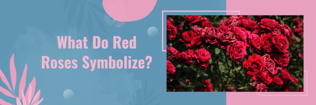 What Do Red Roses Symbolize?