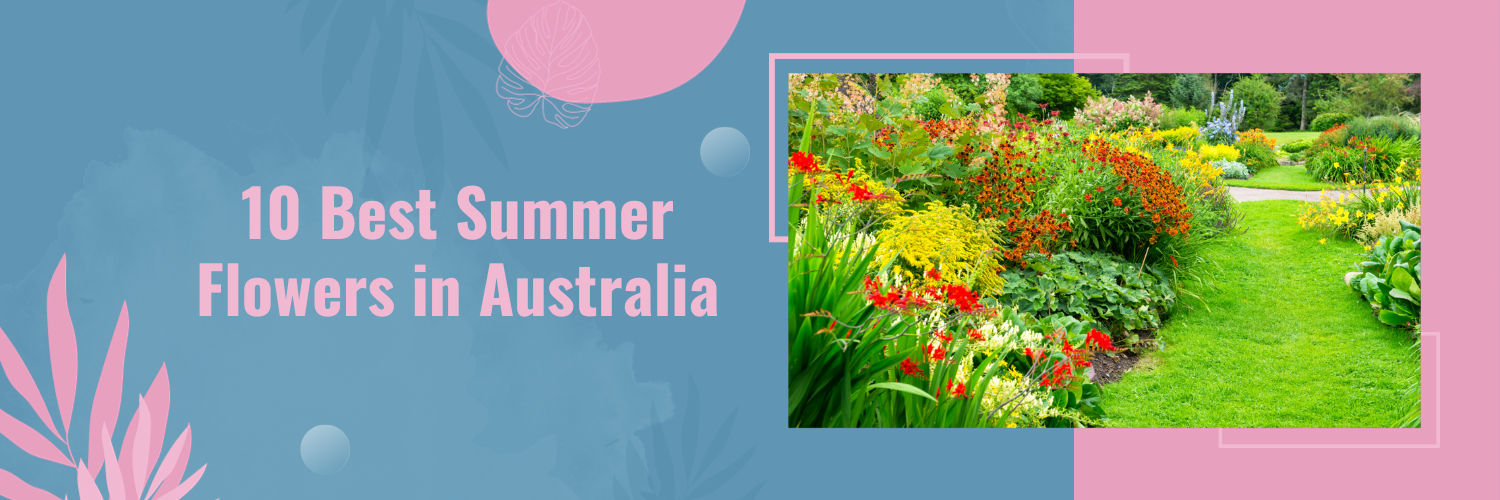 10 Best Summer Flowers in Australia