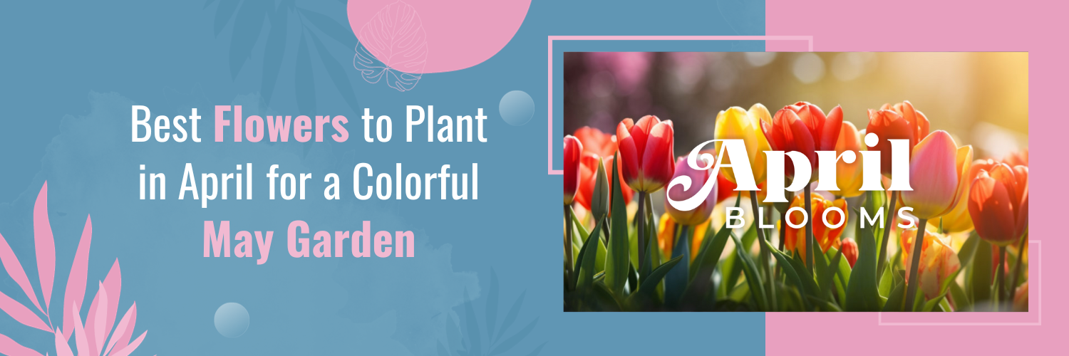 Best Flowers to Plant in April for a Colorful May Garden