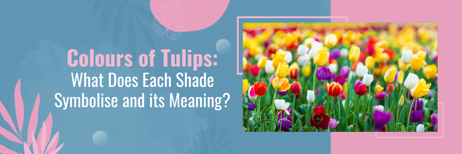 Colours of Tulips: What Does Each Shade Symbolise and its Meaning?
