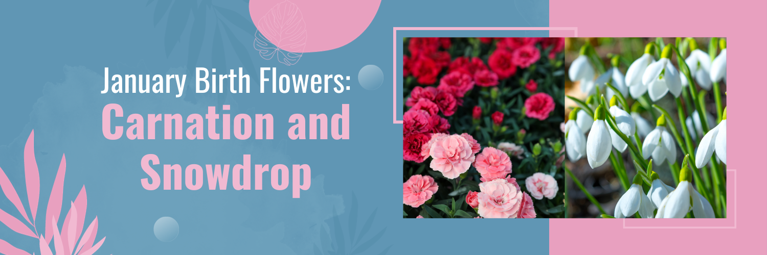 January Birth Flowers: Carnation and Snowdrop