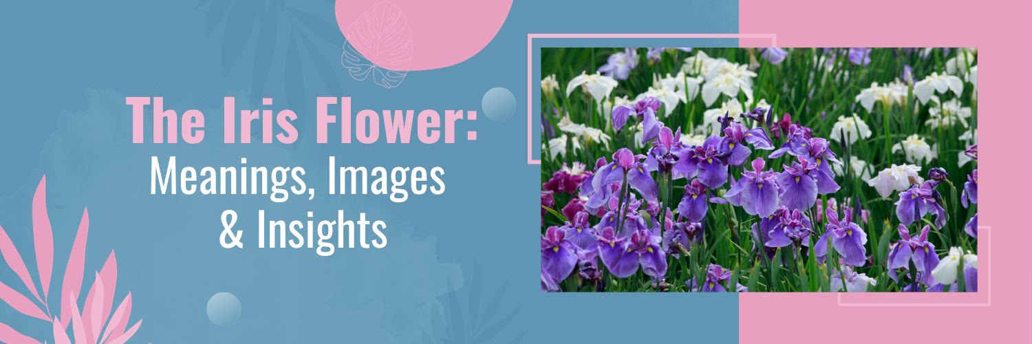 The Iris Flower: Meanings, Images & Insights