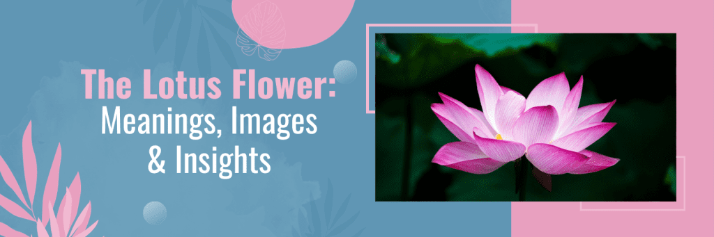 The Lotus Flower: Meanings, Images & Insights