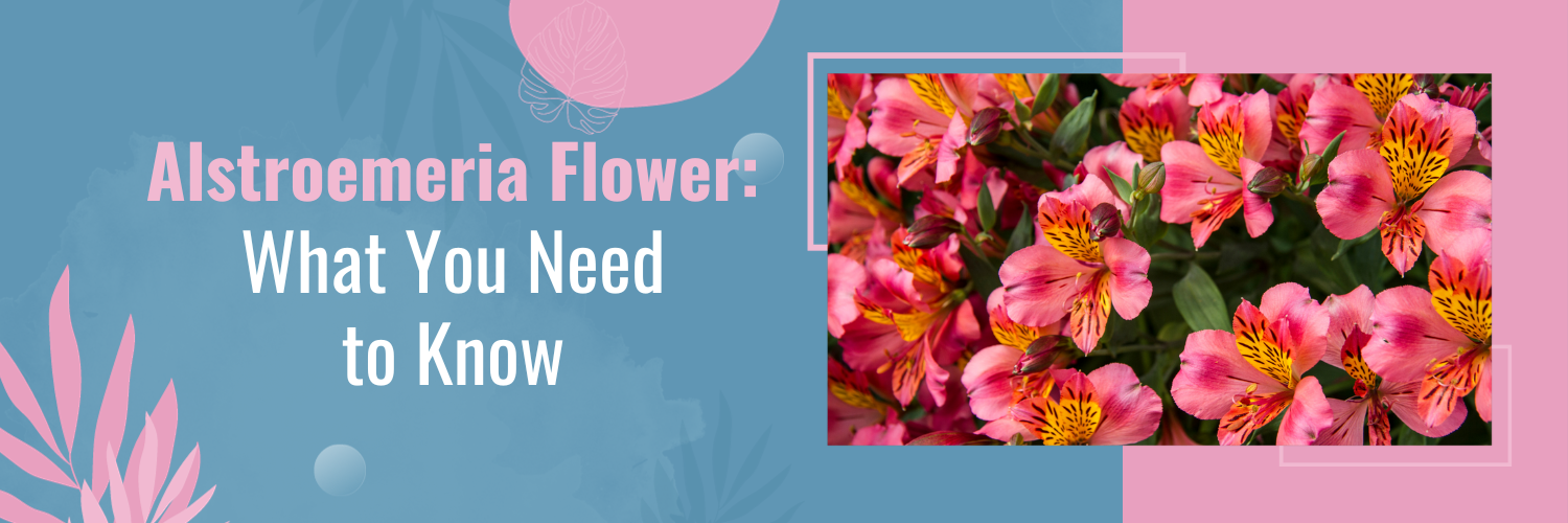 Alstroemeria Flower: What You Need to Know