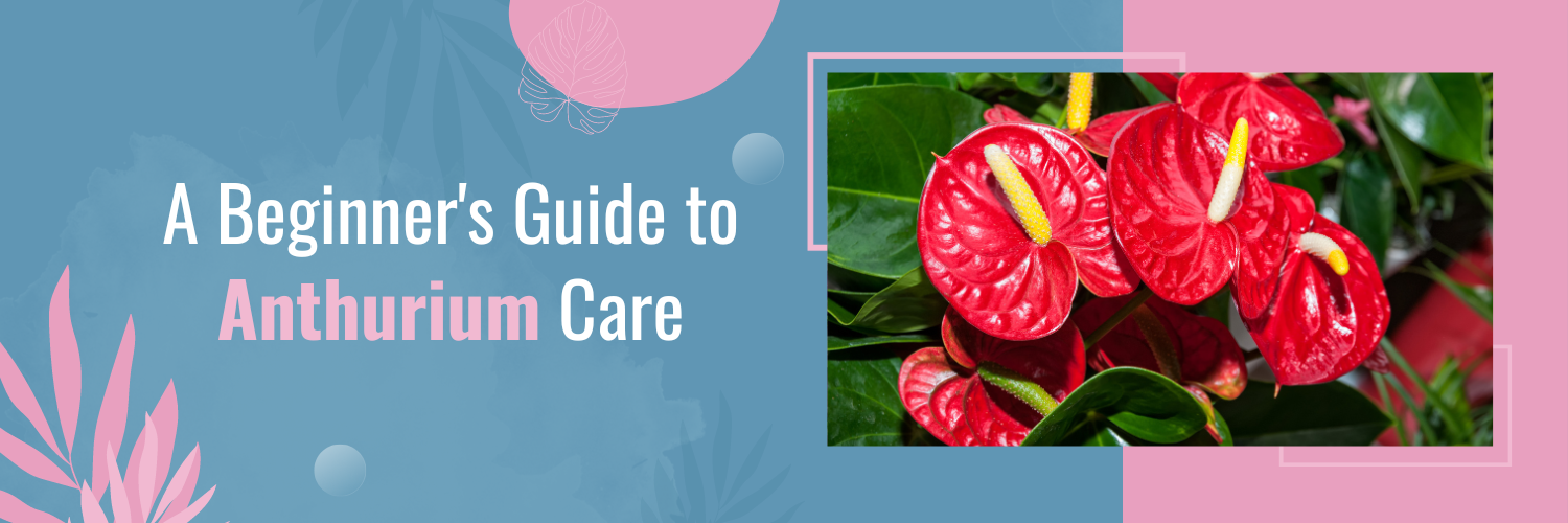 A Beginner's Guide to Anthurium Care
