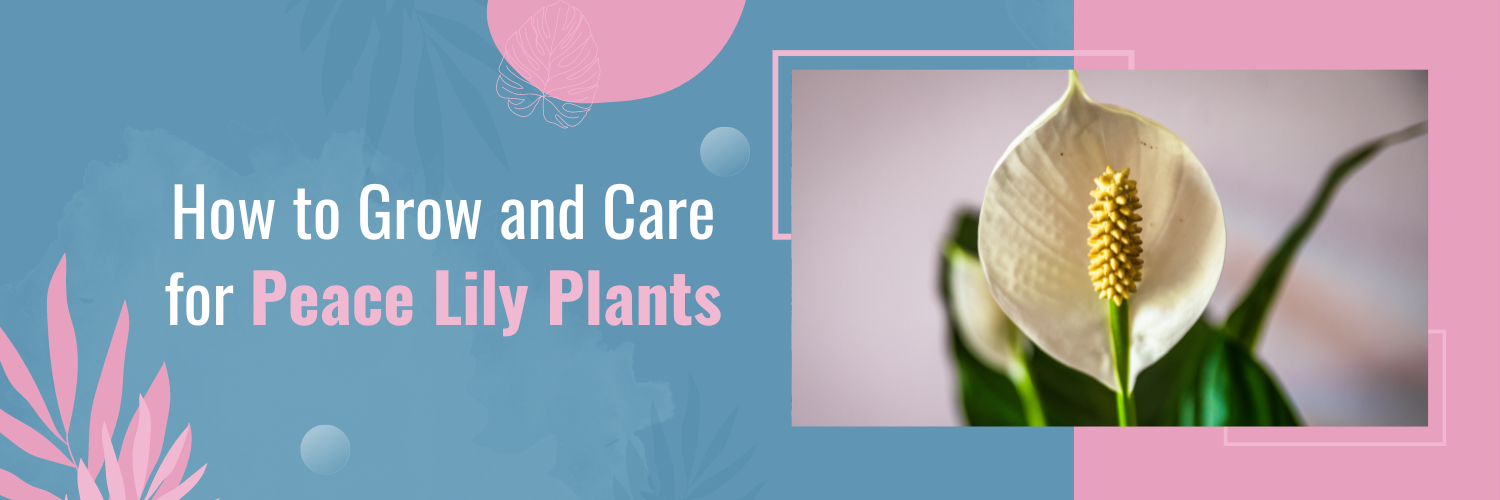 How to Grow and Care for Peace Lily Plants